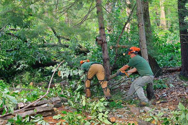 Best Dead Tree Removal  in Yacolt, WA